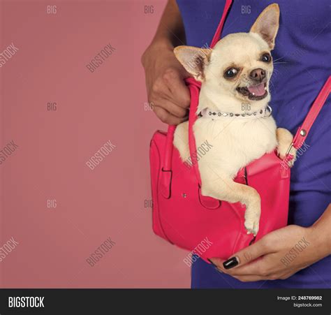 chihuahua in a handbag